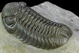 Morocops Trilobite - Great Shell Detail #125281-5